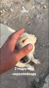 Иногда они ругаются и даже дерутся. )))
#приют #terra_vita_sam #Узбекистан #Самарканд