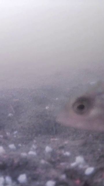 РЕАКЦИЯ РЫБЫ НА КОРМ! #shorts #рыбалка #fishing #рыба #fish #эдвардкосичка #природа #nature #отдых