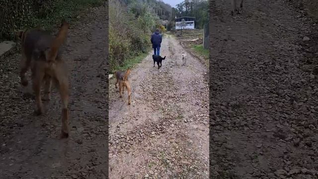Важный нюанс отдыха в #абхазия #собаки