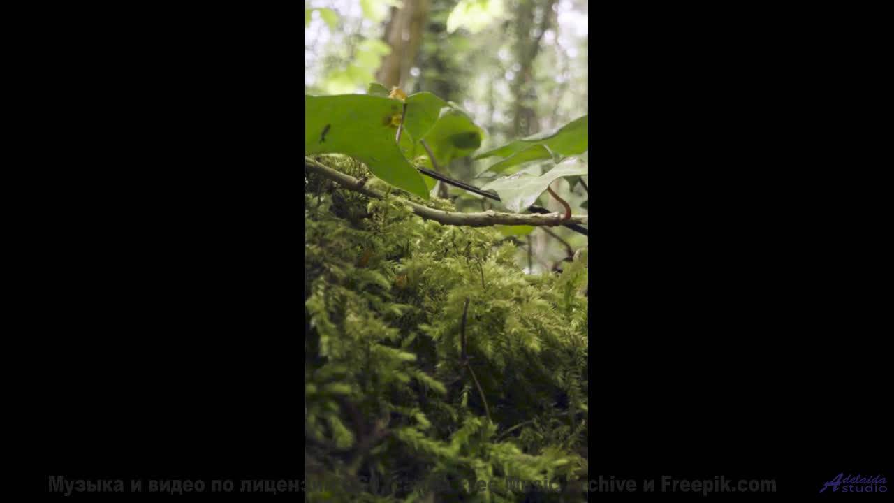 Эта музыка заставит ваше сердце биться чаще - попробуйте не плакать! - Adventure In The Dark -- Kets