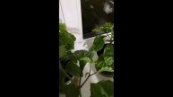 Скручиваются листья у перца? Выход есть!