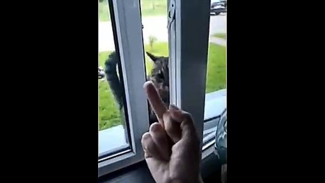 Всячинки