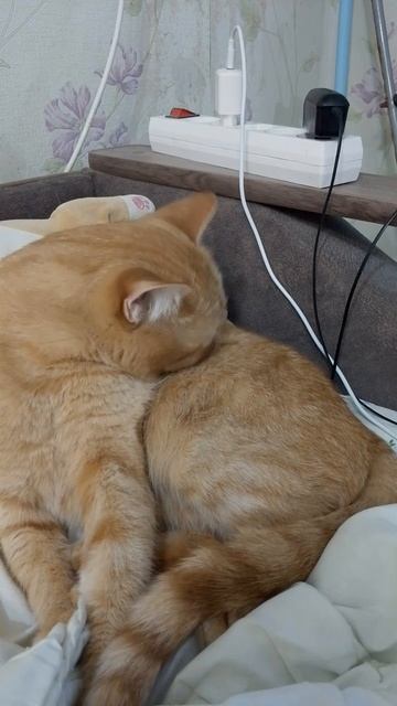 Котейка. 🐱