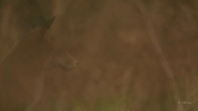 видео на фото моей авы