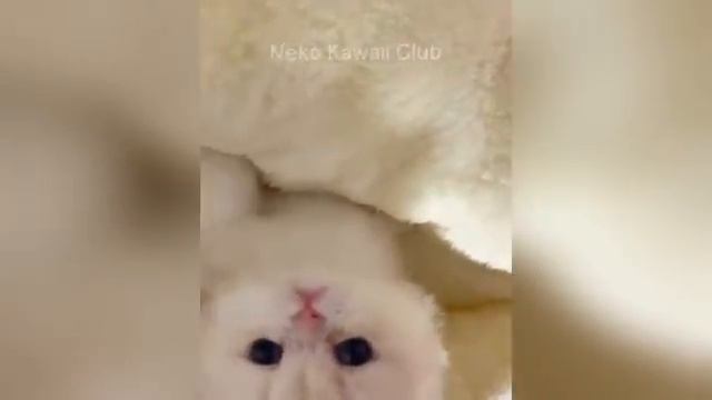 Эти забавные животные рассмешат вас до слёз!