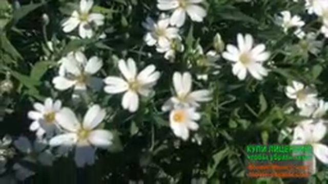 _МАЛЕНЬКИЙ ЦВЕТОЧЕК_. ОРКЕСТР ГЛЕНА МИЛЛЕР