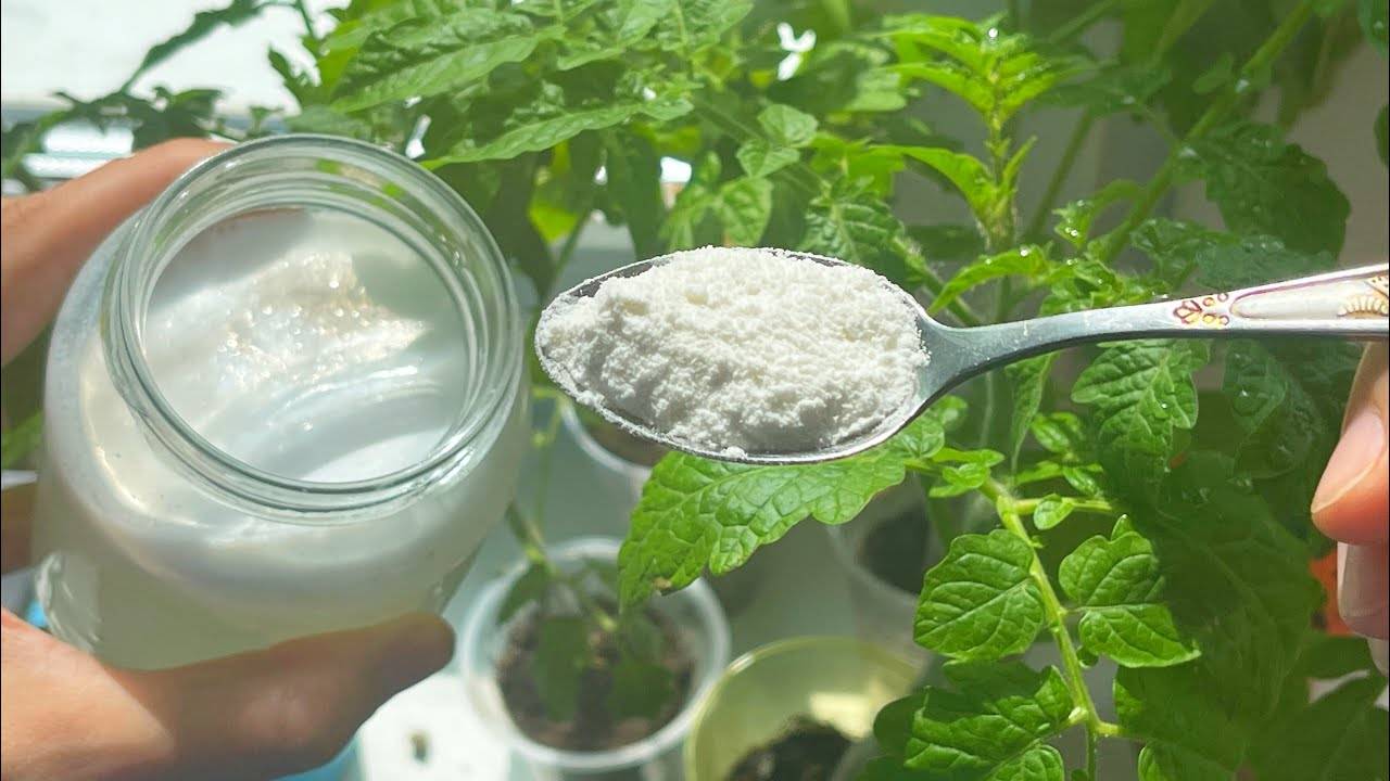 🌱 1 ЛОЖКА ЗАСТАВЛЯЕТ ЛЮБУЮ РАССАДУ ТОЛСТЕТЬ И АКТИВНО РАЗВИВАТЬСЯ! РАССАДА КОРЕНАСТАЯ И СИЛЬНАЯ! 💪