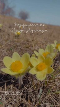 📹🌷Бэрдьигэстээх ньургуһуннара кэрэлэрин, мааныларын.