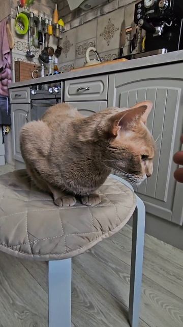 Мур мудрость дня от Кот Дженчика #котики