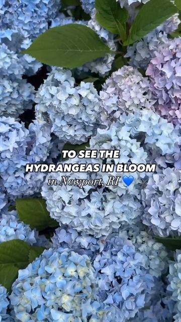 #newport #hydrangea #blue #гортензия #garden #гортензія #flowers #shorts #usa