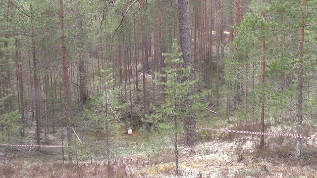 Змей Горыныч 2025 последний КП 2198