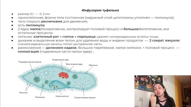Устный экзамен - Вопрос 3, гетеротрофные протисты
