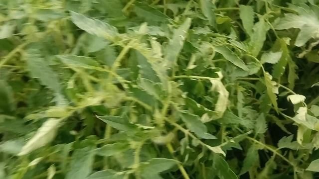 Огурцы и рассада в мае... обзор теплиц и не только...