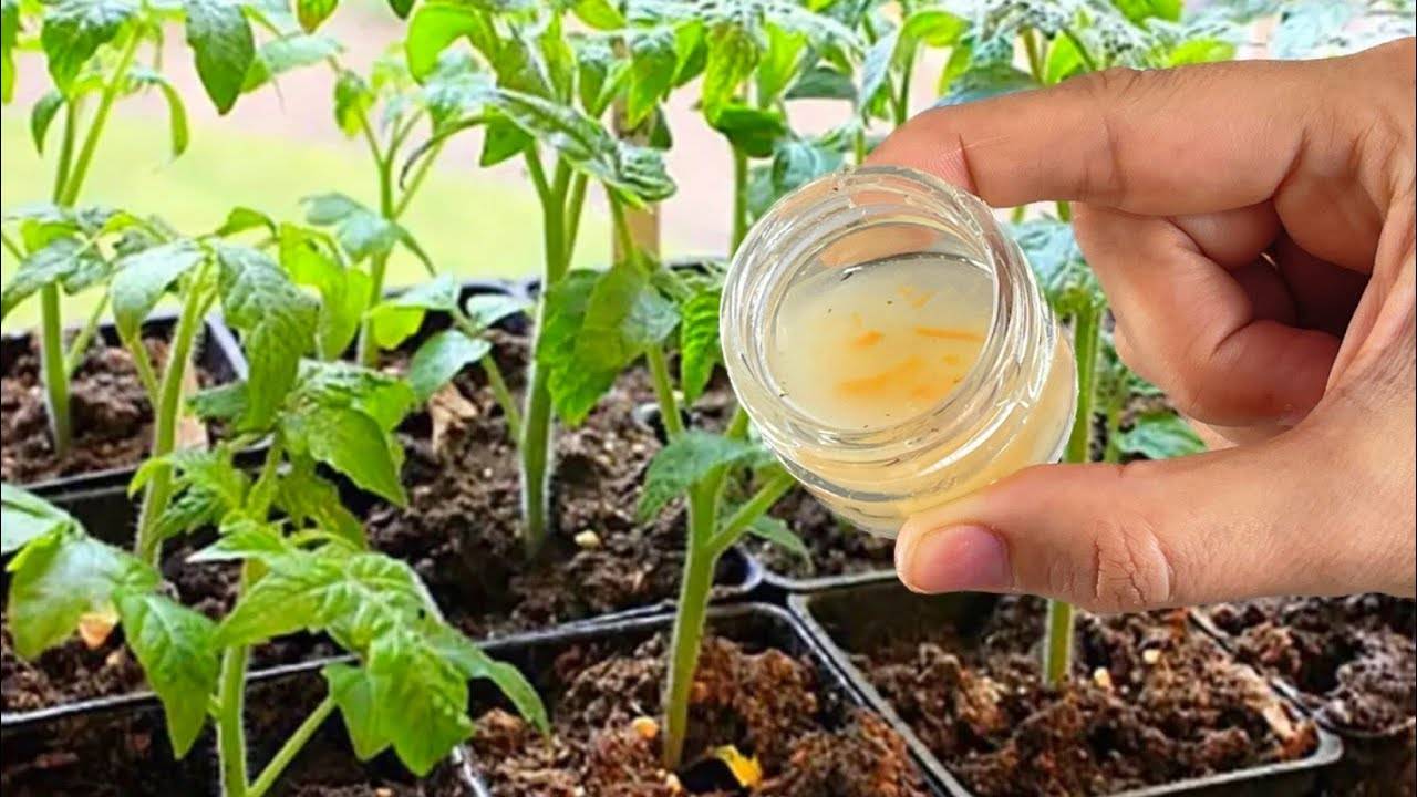 🌱 БЛАГОДАРЯ ЭТОМУ У МЕНЯ ВСЕГДА НИЗЕНЬКАЯ И ТОЛСТАЯ РАССАДА! КАЖДЫЙ ДЕНЬ ОНА КРЕПНЕТ НА ГЛАЗАХ! 💪