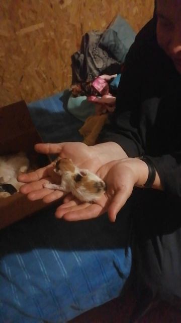 Новые котята