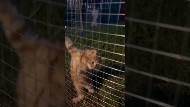 Котятки мейкунятки