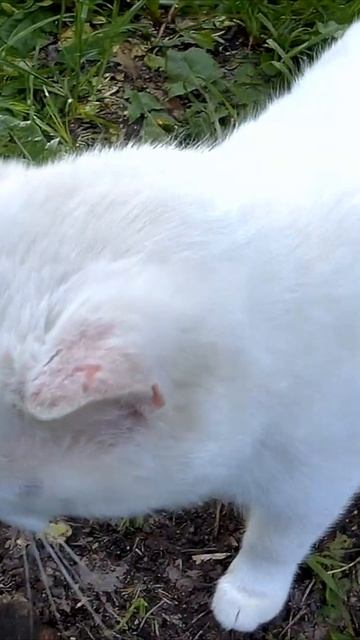 Добрый кот #сталкпозаброшке #кот #котики