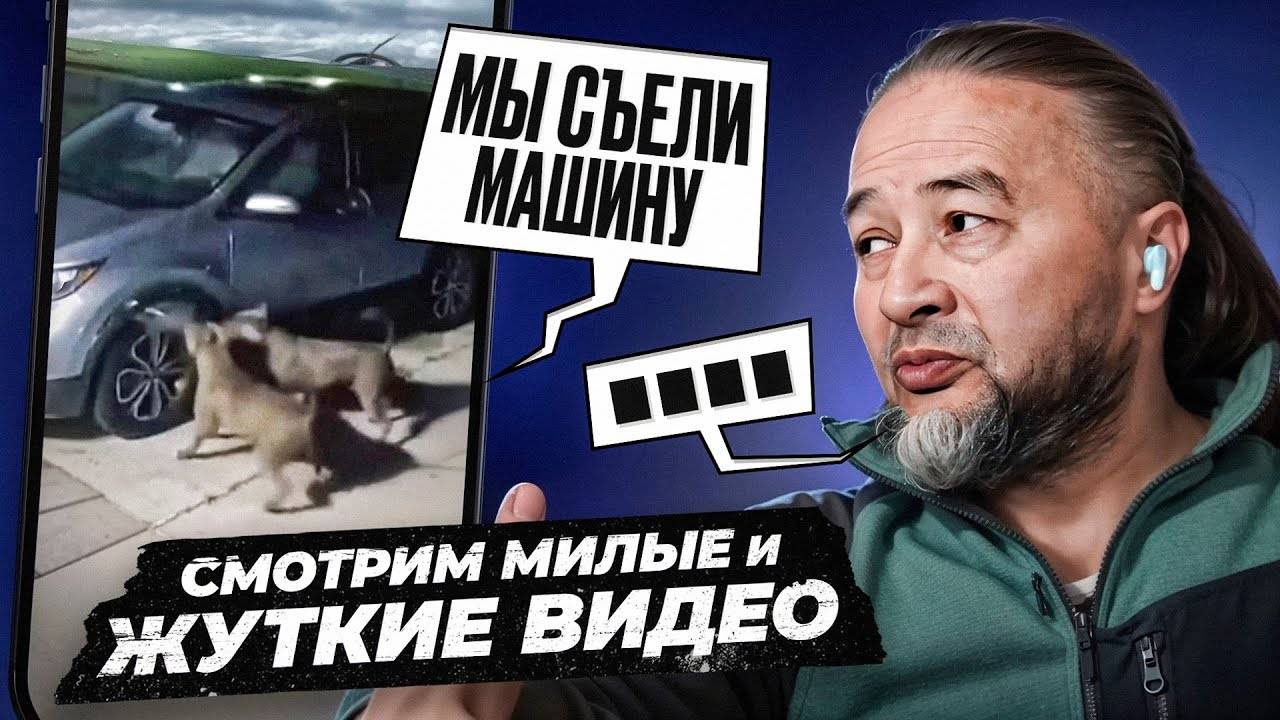 Кинолог смотрит смешные видео про собак. ЧАСТЬ 3