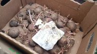 Какие 11 сортов картофеля я посаду в 2025 году