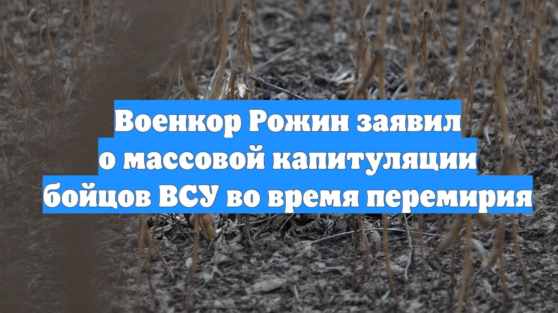 Военкор Рожин заявил о массовой капитуляции бойцов ВСУ во время перемирия
