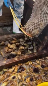 Catching sea cucumbers #shorts