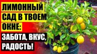 СКОЛЬКО СТОИТ САЖЕНЕЦ ЛИМОНА