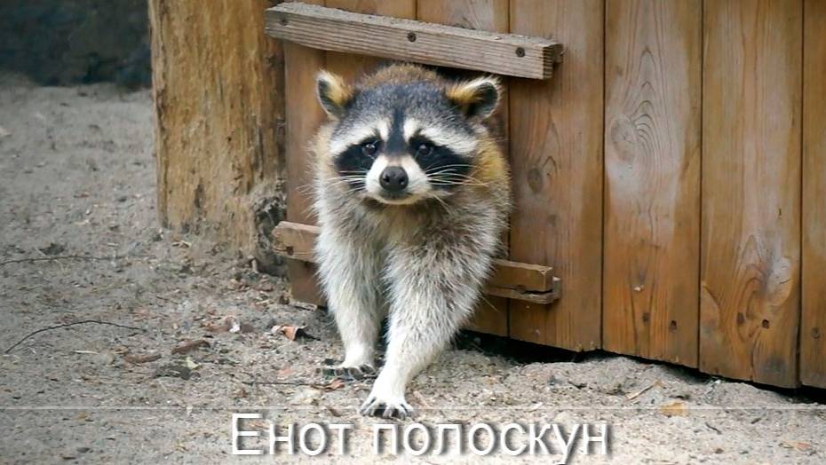 Енот полоскун. В семействе енотов с утра сначала завтрак, а затем веселые игры.