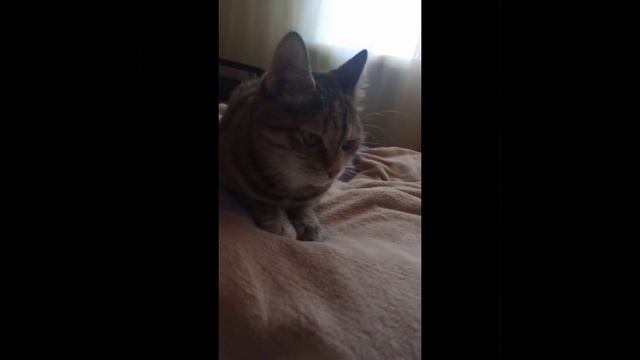говорят под этот звук можно поднять актив🙂