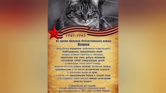 Кормили,грели и защищали...Как кошки помогали на фронте и в тылу во время войны?