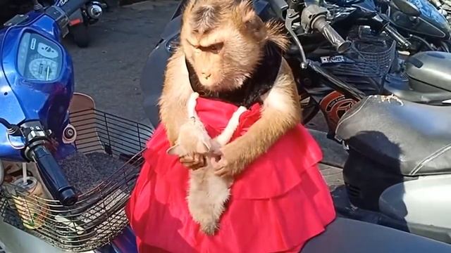 Обезьяна полюбила КОТЕНКА Не отдает Гладит Целует Прижимает как свое дитя Добрая история