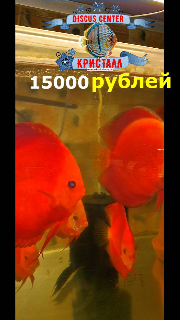Красный дискус. Кристалл Россия!