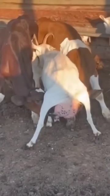 Calf milking #cow #sapi #inek  #cebu #animals #funnyanimals #funny #shorts #cuteanimals #cute #short