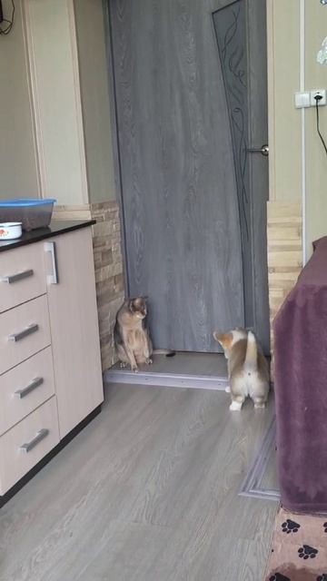 Корги.mp4