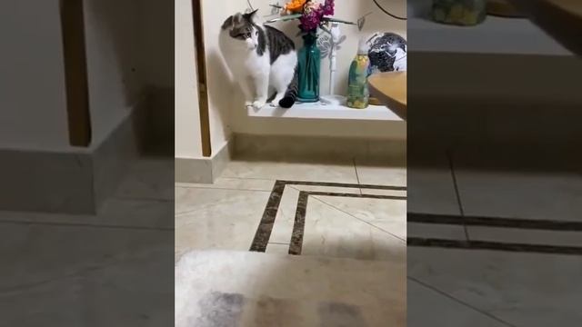 Наш TG https://t.me/liveofcats