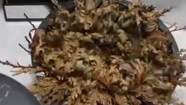 😱 Плаунок чешуелистный - суровое пустынное растение, способное восставать из мертвых