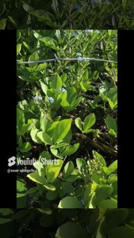 Ленобласть. Хвойное. 16.06.2024. Река Вуокса. Водяные растения- трехлистка болотная трава