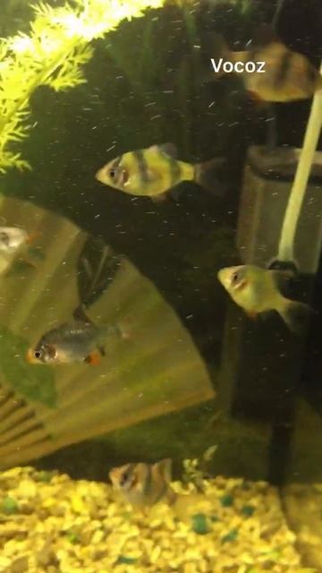 Куки рыбки аквариум