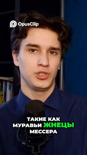Муравейник в кризисе: Что происходит без матки?
