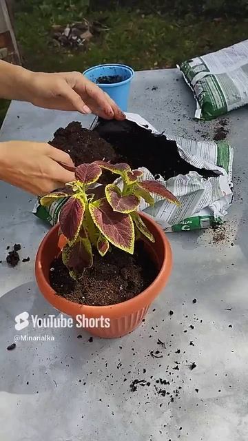 Пересадка колеуса🌿