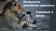 Необычное поведение животных. Странные и дикие (9/19)