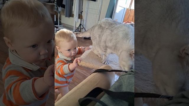 Ребёнок и Кот