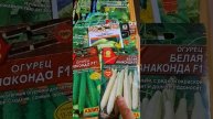 Сегодня сажаем огурцы!!!🥒🥒🥒