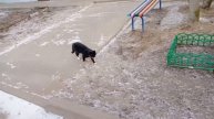 Уличный кот Маркиз встретил меня на дороге домой ^^