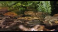 Это видео - как погружение в океан спокойствия! - A New Day -- Scott Holmes Music -- Happy Backgroun