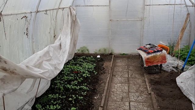 Наши Туи, нам всё мало, купили саженец в светофоре,  и снова заморозки