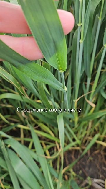 Озимая пшеница. Фаза ВВСН 41-43 #сельскоехозяйство #агроном