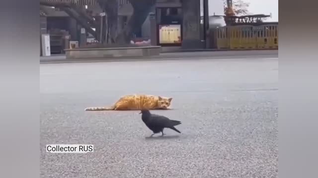 Молниеносная реакция кошек ⚡️