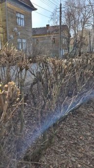 Кусты надо пилить не обычной бензопилой, которая рвёт, а специальным кусторезом