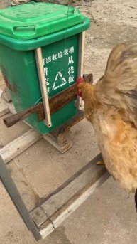 🐔 Главное, чтоб курочка вовремя голову убрала