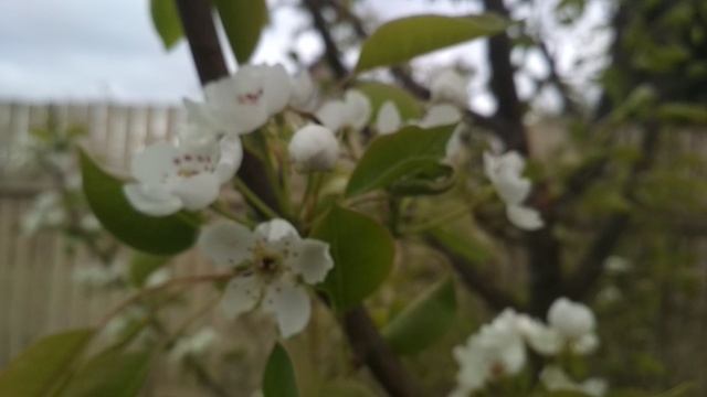 Весна. С 9 мая. С днем Победы.Заходите на канал!